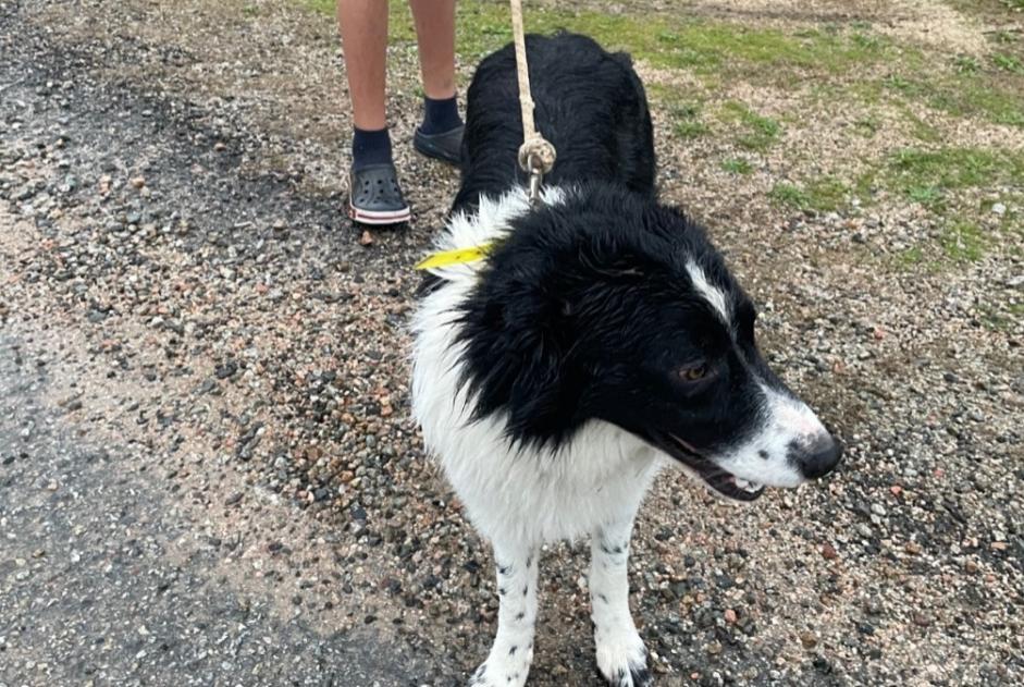 Fundmeldung Hund Unbekannt Afa Frankreich