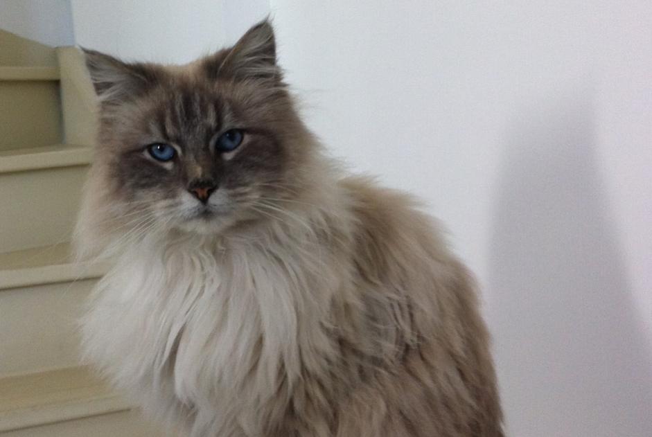 Avviso scomparsa Gatto incrocio di razze Maschio , 13 anni Ajaccio Francia