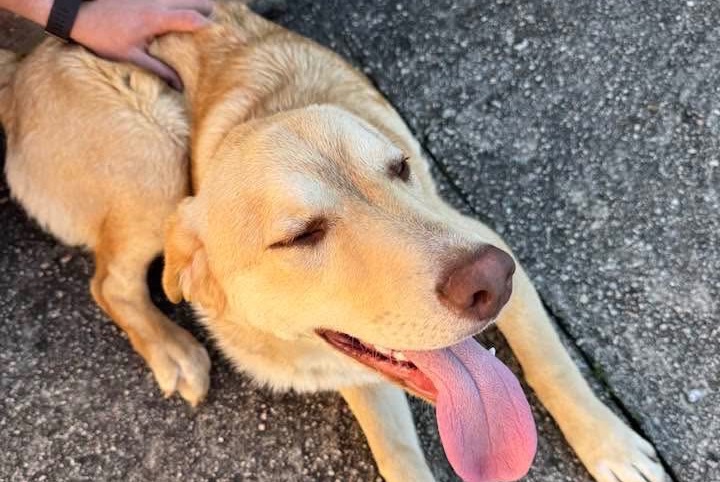 Ontdekkingsalarm Hond rassenvermenging Mannetje Sarrola-Carcopino Frankrijk Ontdekkingsalarm Hond rassenvermenging Mannetje Sarrola-Carcopino Frankrijk