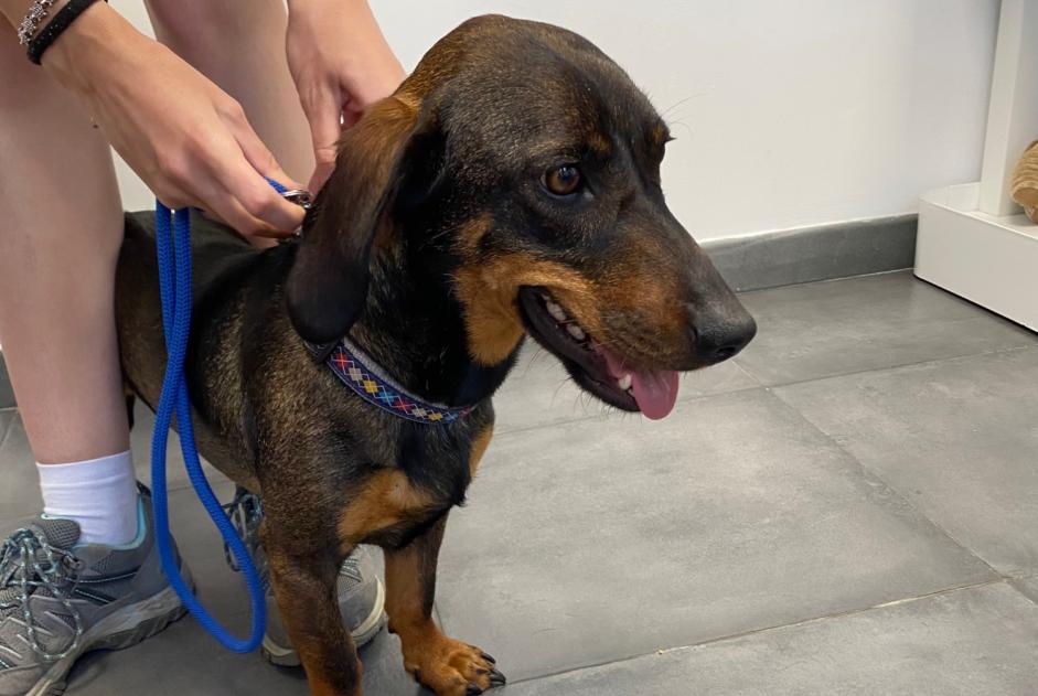 Ontdekkingsalarm Hond rassenvermenging Vrouwtje Coti-Chiavari Frankrijk Ontdekkingsalarm Hond rassenvermenging Vrouwtje Coti-Chiavari Frankrijk