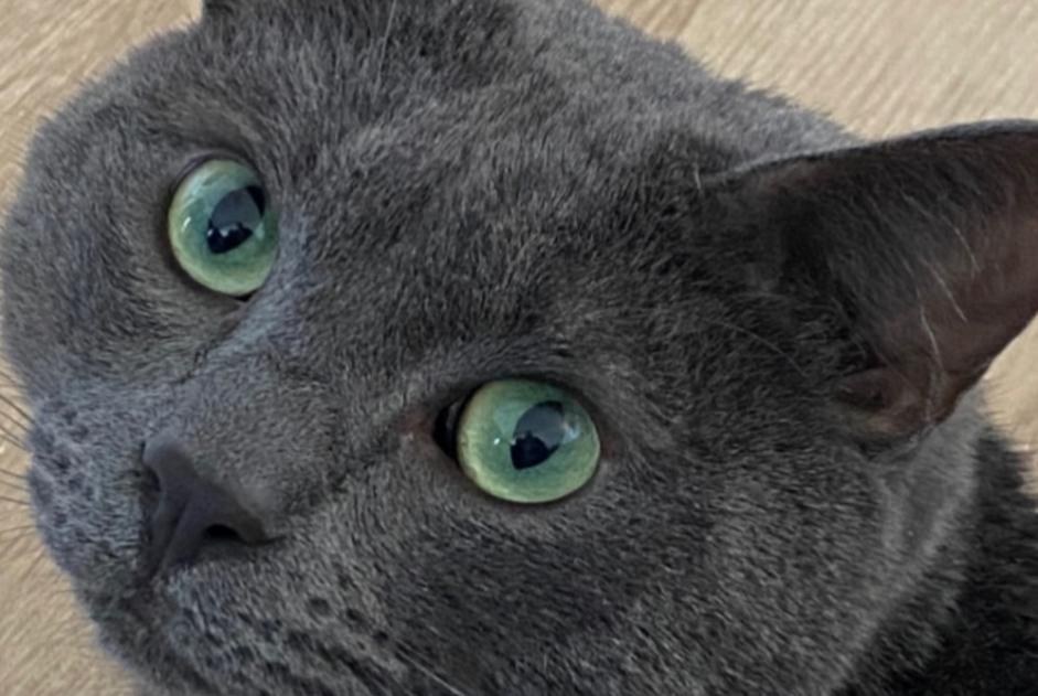 Alerta desaparecimento Gato Macho , 4 anos Porto-Vecchio France