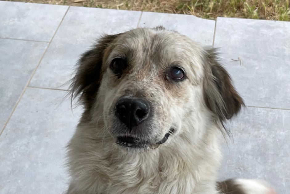 Fundmeldung Hund rassenmischung Weiblich Vero Frankreich Fundmeldung Hund rassenmischung Weiblich Vero Frankreich