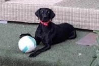 Vermisstmeldung Hund  Weiblich , 2 jahre Zonza Frankreich