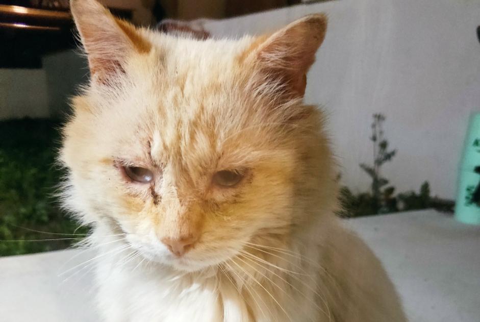 Fundmeldung Katze Unbekannt Sari-Solenzara Frankreich