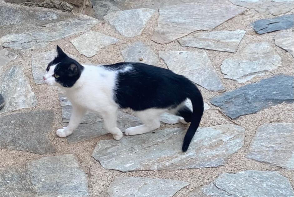 Discovery alert Cat Female Sari-Solenzara France