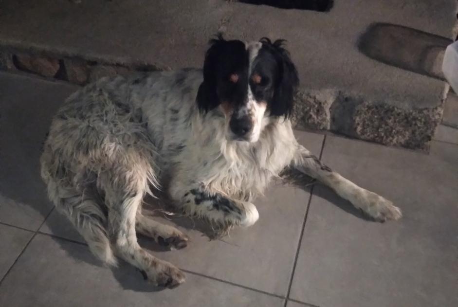 Discovery alert Dog miscegenation Male Serra-di-Ferro France