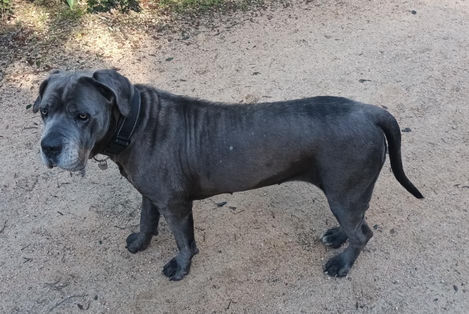 Alerta de Desaparición Perro  Hembra , 4 años Cuttoli-Corticchiato Francia
