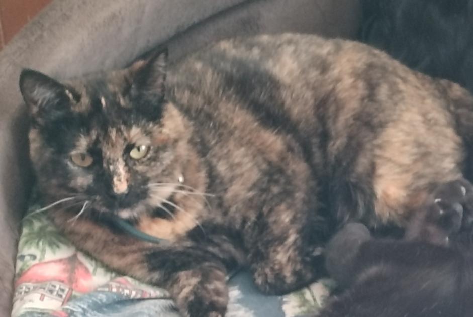 Alerte Disparition Chat Femelle , 2 ans Sollacaro France