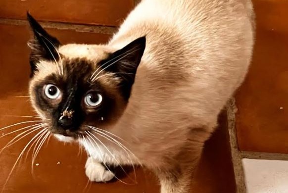 Alerte Découverte Chat Mâle , 1 année Albitreccia France Alerte Découverte Chat Mâle , 1 année Albitreccia France