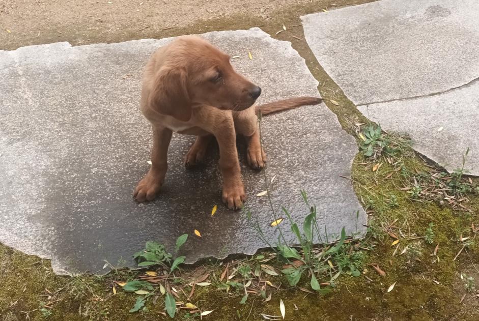 Alerte Découverte Chien Mâle Fozzano France