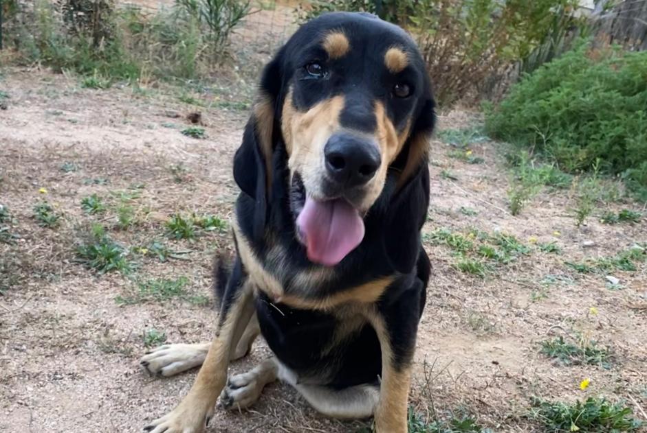 Alerte Découverte Chien Inconnu Figari France