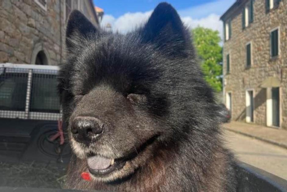 Vermësstemeldung Hond kräizung Männlech , 6 joer Serra-di-Ferro France