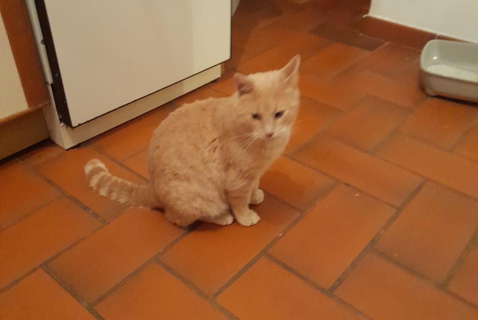 Alerta descoberta Gato Macho Bastelicaccia France