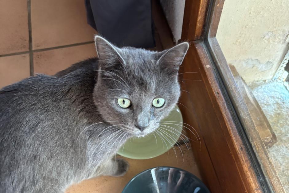 Alerta descoberta Gato cruzamento Macho Fozzano France Alerta descoberta Gato cruzamento Macho Fozzano France
